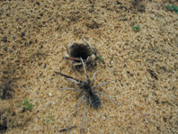 Donacosa merlini, una araña-lobo endémica del sur de España